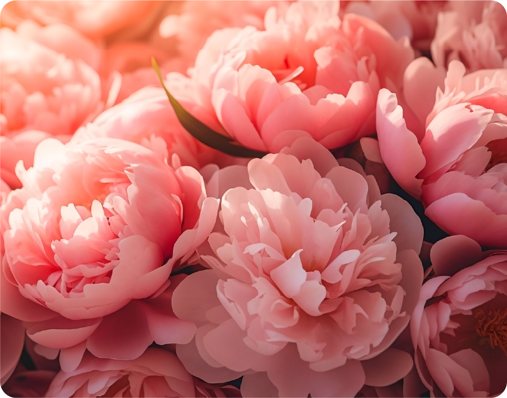 Bouquet of Pink Peony – Large 11x14" Magnetic Wall or Fridge Art | Damage-Free Home & Dorm Décor by UARTWORK