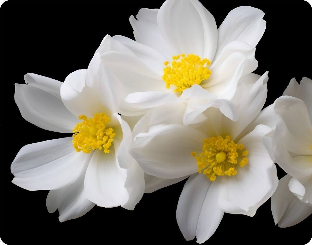 Cluster of White Flowers with Yellow Centers on Black Background - Large 11x14" Magnetic Wall or Fridge Art | Damage-Free Home & Dorm Décor by UARTWORK