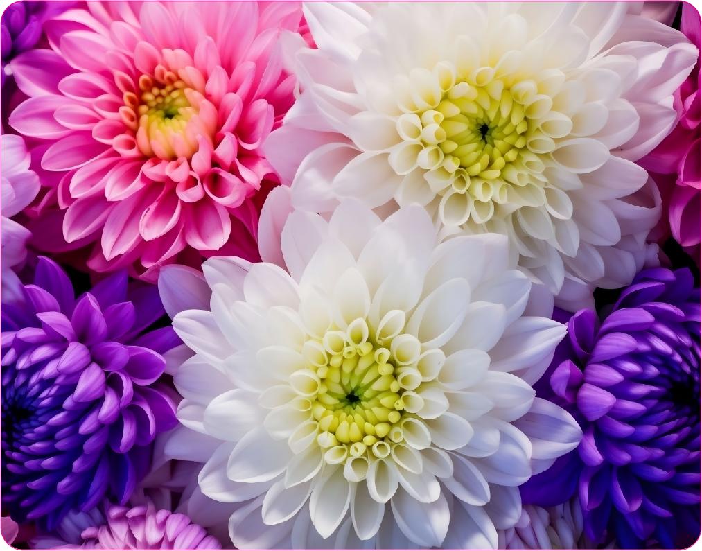 Colorful Flowers in Circular Arrangement - Large 11x14" Magnetic Wall or Fridge Art | Damage-Free Home & Dorm Décor by UARTWORK