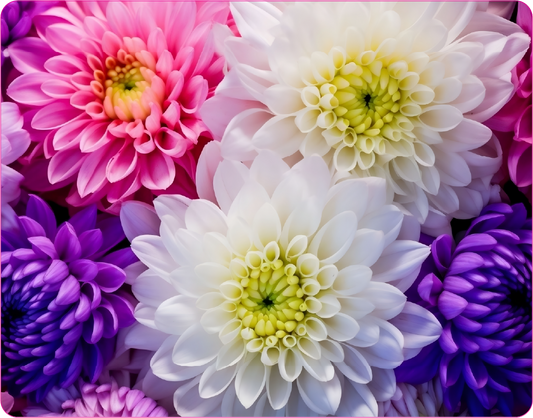Colorful Flowers in Circular Arrangement - Large 11x14" Magnetic Wall or Fridge Art | Damage-Free Home & Dorm Décor by UARTWORK