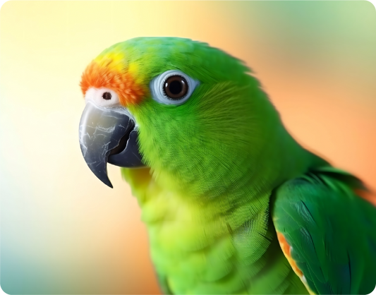 Green and Yellow Parrot on Abstract Colorful Background - Large 11x14" Magnetic Wall or Fridge Art | Damage-Free Home & Dorm Décor by UARTWORK